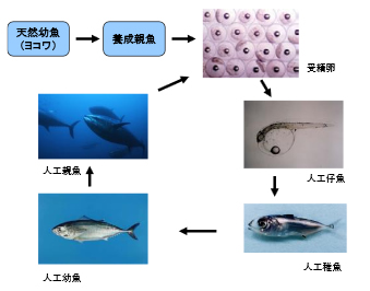 完全養殖のサイクル