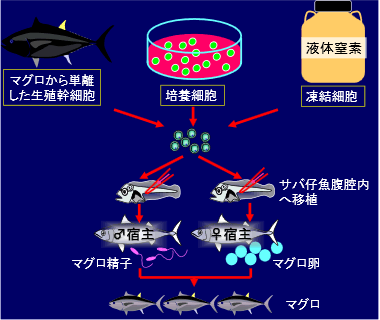 クロマグロ等の新たな受精卵供給法の開発（海洋生物資源確保技術高度化事業）