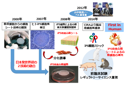 iPS細胞由来心筋細胞シートによる心筋再生治療開発