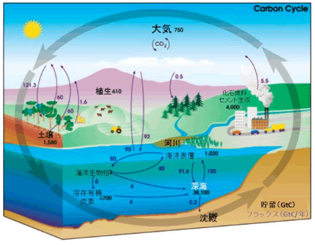 炭素循環の概略図