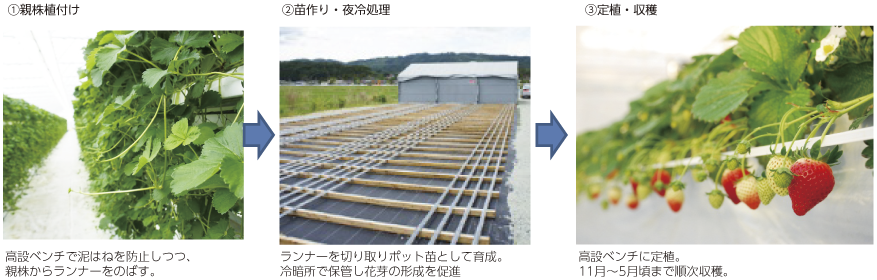 図表4-2-3-13 イチゴの施設園芸の模様