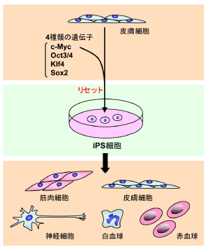 図1 iPS細胞作製の流れ