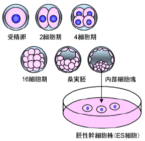 図3 ES細胞作製の流れ