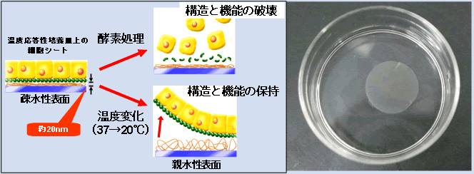 第1‐1‐15 図 細胞シート