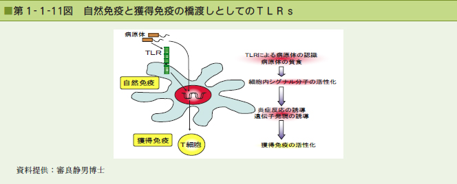 第1-1-11図 自然免疫と獲得免疫の橋渡しとしてのTLRs