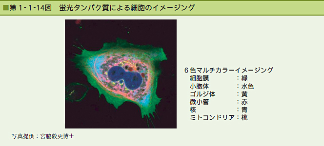 第1-1-14図 蛍光タンパク質による細胞のイメージング