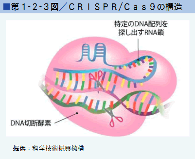 第１-２-３図/CRISPR/Cas9の構造