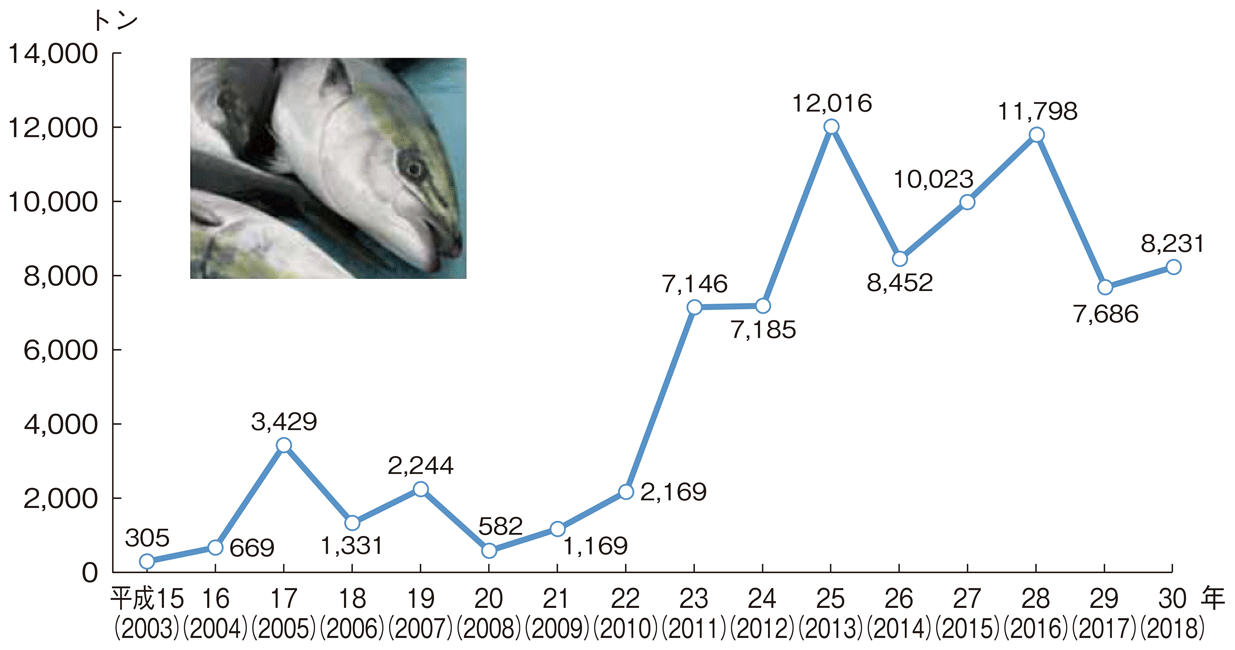 図特-1-8 北海道におけるブリ漁獲量の推移