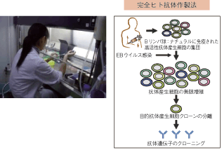 コラム第18-1図　完全ヒト抗体作製法