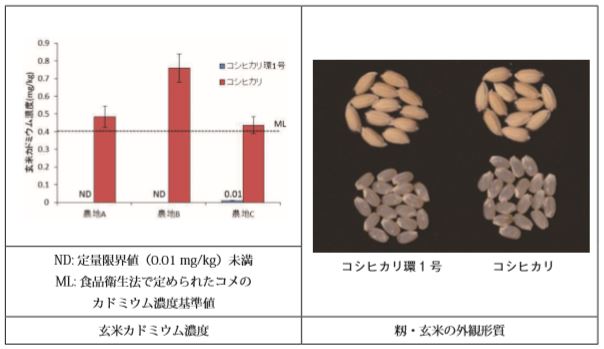 図 7-10　高カドミウム土壌で栽培したときの玄米カドミウム濃度と籾・玄米の外観形質