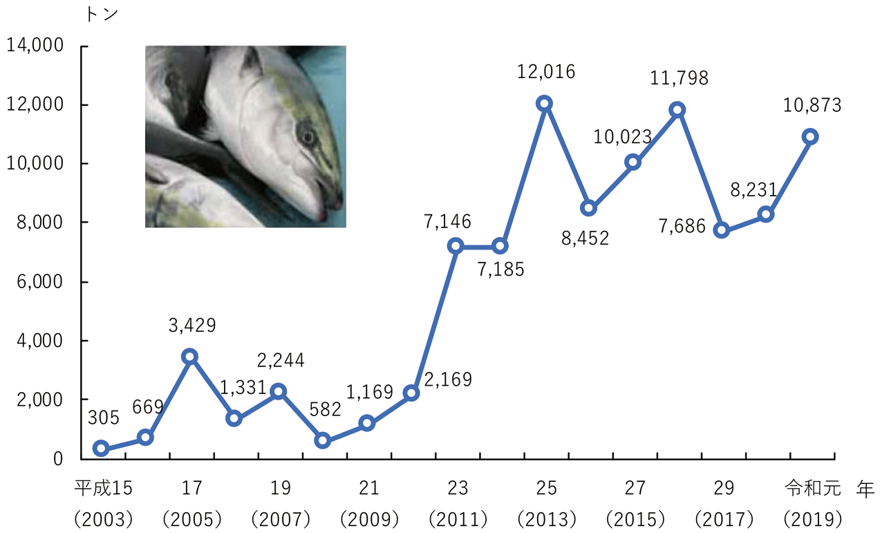 図表3-21 北海道におけるブリ漁獲量の推移